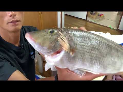 夕食ライブ 2025.11.2 フエフキとラーメン