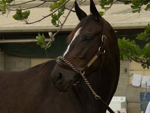 Another look at Zenyatta