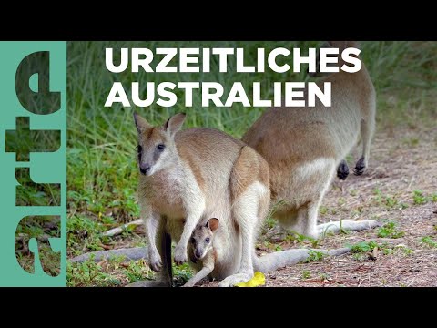 Daintree: Urzeitliches Australien | Phänomenale Natur | ARTE Family