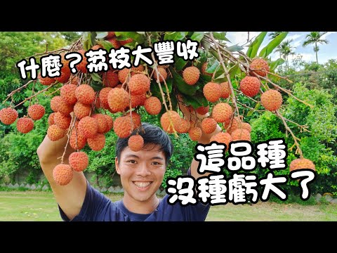 荔枝不噴藥也能大豐收？全台荔枝品種評比：哪一種最好吃、最值得種？【荔枝種植指南】紅龍兄
