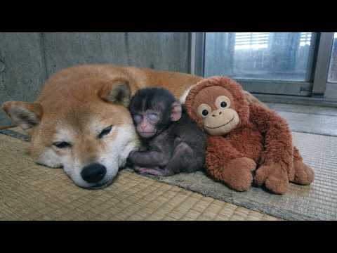 A Blind Baby Monkey Was About To Give Up On Life — Then This Dog Did Something No One Expected