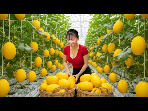 [TIMELAPSE] --188 Days Harvesting Many Yellow Melons, Grapefruits, Buddha's Hand, Oranges Go To Sell