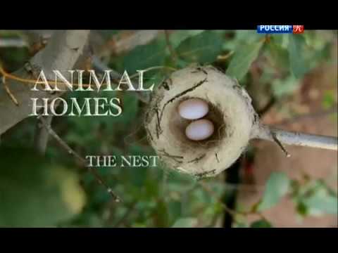 Гнёзда. Архитекторы от природы.