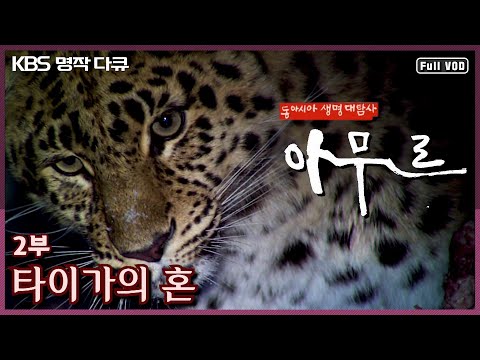 [Masterpiece Documentary🎖️] East Asia's Biosphere Exploration: "Amur" | Part 2: The Soul of the T...