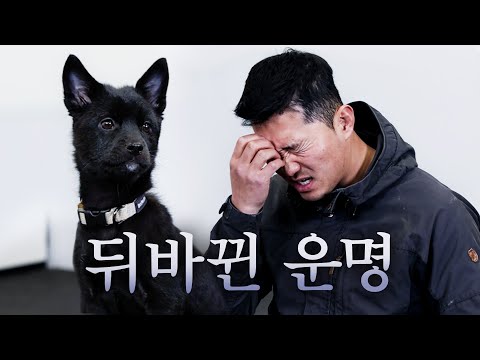 If we hadn't met today, I think we would have seen each other on 'Dogs are Incredible' a year later.