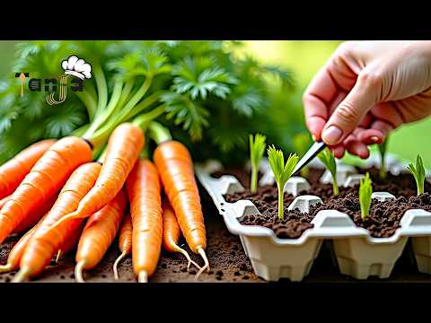 Don't plant carrot seeds until you see this ingenious egg carton trick!