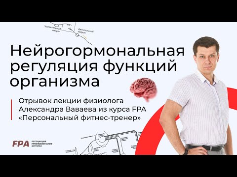 Нейрогормональная регуляция функций организма | Ассоциация Профессионалов Фитнеса (FPA)