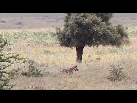 Hyena almost runs into a lioness