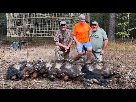 Trapping hogs for Granny. 