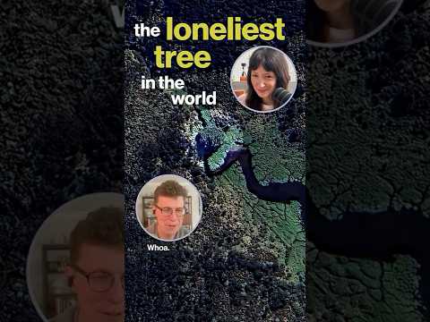 The loneliest tree in the world