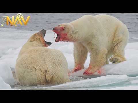 Alaska’s Frontier: The Polar Bear’s Bloodsoaked Fight for Life | Wild Animals