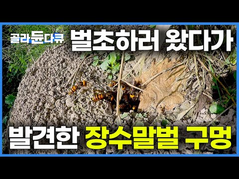발견하는 즉시 무조건 도망가야 하는 무시무시한 장수말벌집 흔적도 없이 모조리 제거하기｜벌초하러 왔다 장수말벌 퇴치! 성묘 시즌 위험천만 말벌과의 전쟁｜극한직업｜#골라듄다큐