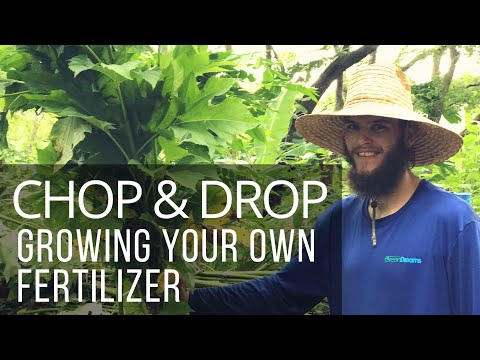How to CHOP & DROP like a Pro:  Growing Biomass Plants for Fertilizer