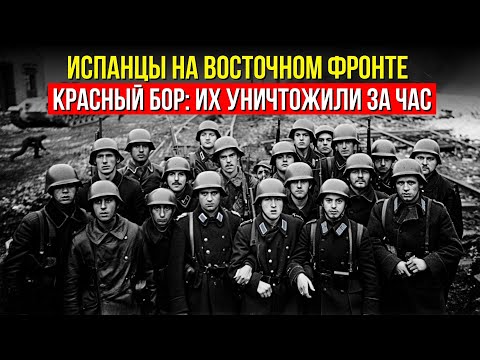 Испанский кошмар под Ленинградом: Почему тысячи добровольцев исчезли в снегах СССР?
