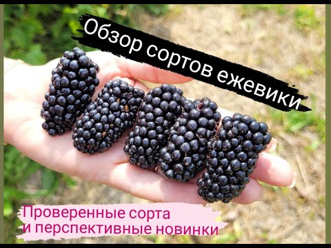 Обзор сортов ежевики. Калининград.