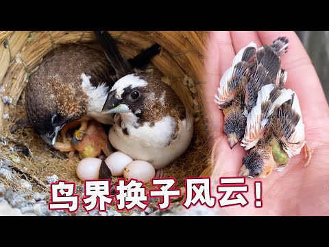 Changes in the Bird World｜A baby bird that has been raised by the owner