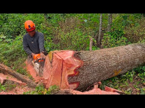 Cut down 4 red mahogany trees at once