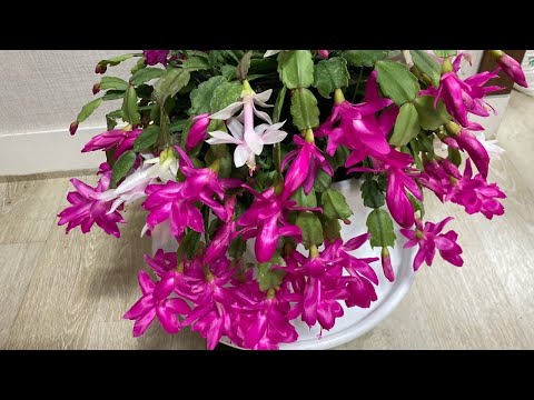 게발꽃 색깔을 진하게 피우는법.목기린에 게발 연필깎이 접목법.겨울접목 알아보기💖#목기린선인장판매 #게발선인장 판매