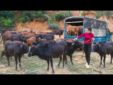 Use Truck To Travel 1500Km To Cow Farm - Buy Many Cow To Sell For Villagers. My Farm / Đào