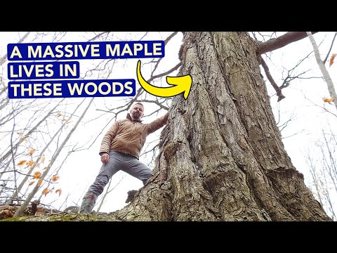 A Massive Maple Lives In These Woods