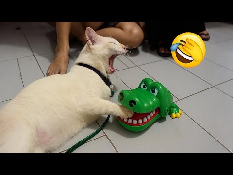 Laugh Till You Cry 🤣 | The Best Funny Pet Moments of 2025