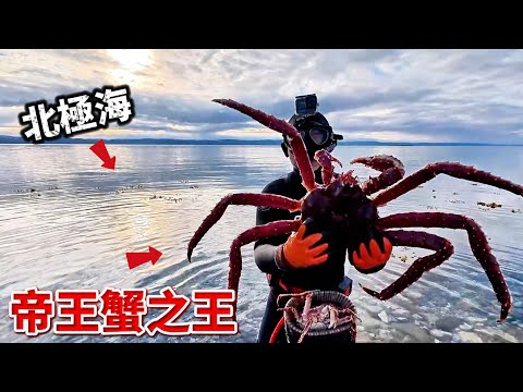 北極海 不花半毛錢 徒手生擒超巨大帝王蟹 野營在第二次世界大戰戰場上 吃著帝王蟹自由 是什麼感覺?I just use hand catch king crab!!@laibagogogo