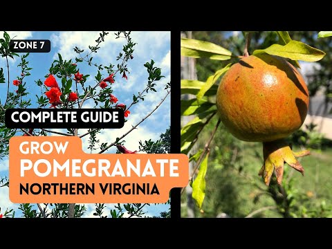 How to Grow Pomegranates in cold climate. Russian Pomegranate Salavatski. Complete Guide. Zone 7