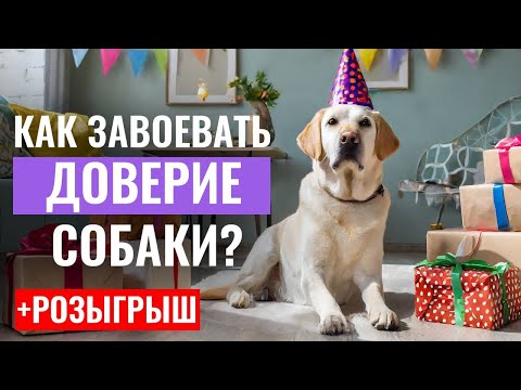 IS EVERYTHING OKAY in your RELATIONSHIP with your dog?