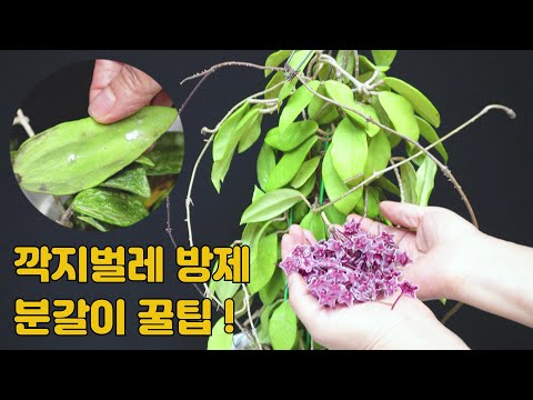 How to control bugs properly? There's also a way to grind them, Hoya plants