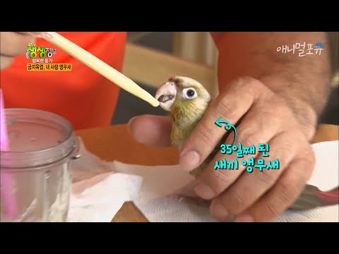 앵무새 키우시는 분들이 보면 놀랄 수 밖에 없는 역대급 환경, KBS 200909 방송