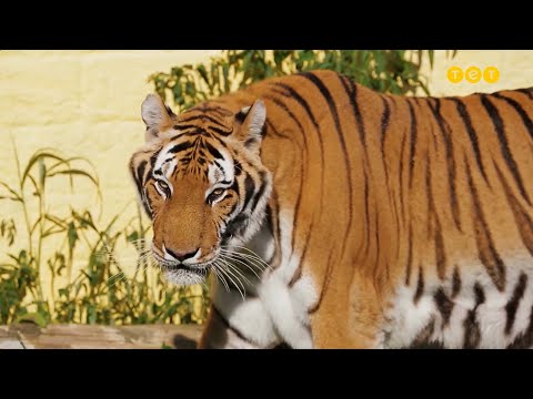 Маєток з тиграми і небезпечні дослідження кайманів. Бразилія. Світ навиворіт 10 сезон 14 випуск