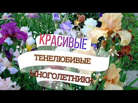 6 ТЕНЕЛЮБИВЫХ  МНОГОЛЕТНИХ ЦВЕТОВ