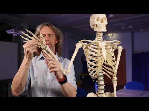 Classification of joints (anatomy)