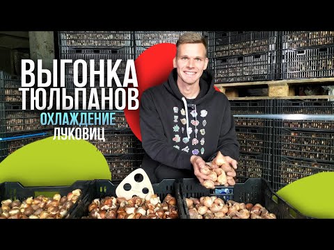 Тюльпаны. Луковицы.Охлаждение по 5ти градусной технологии. Выгонка тюльпанов к 8 марта.