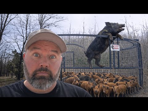 I Was Shocked At How Many Wild Pigs We Caught!