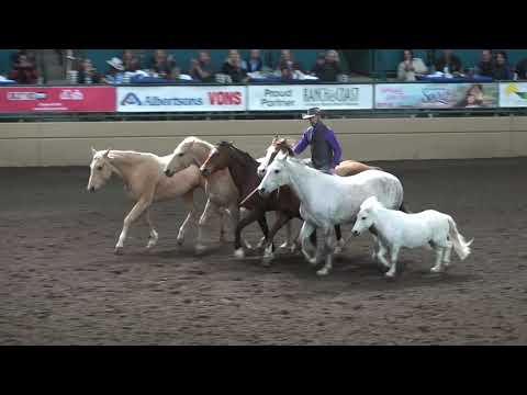 Liberty with 6 Horses - Dan James - Night of the Horse 2018 - Del Mar National Horse Show