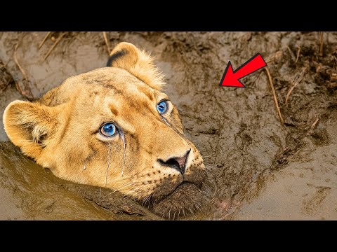 La lionne pleura et supplia l'homme de la sauver du marais, puis un choc survint