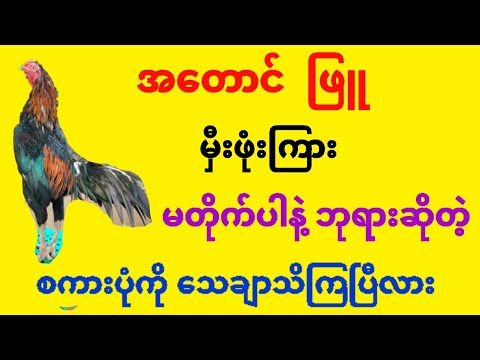 @#ကြက် အတောင်ဖြူ မှီးဖုံးကြား မတိုက်ပါနဲ့ဘုရား ဆိုတဲ့စကားပုံ ကိုသေချာသိရဲ့လား???