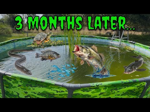Three Months Ago I Started A Pool Pond Ecosystem... Here's What Happened!