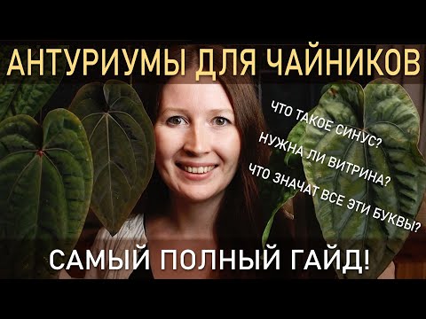 Anthuriums for Dummies. The Most Complete Guide