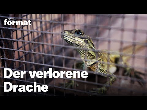 Doku: Der verlorene Drache – im Visier skrupelloser Tierhändler (Langversion 50min.)