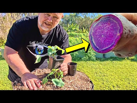 Planting RARE Sweet Potato, Pruning Super Dwarf Bananas & Homemade Fertiliser