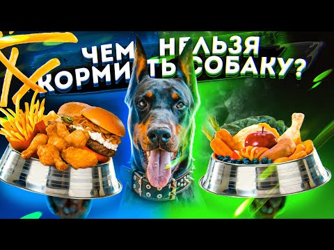 Сухой корм или натуралка | ЧЕМ КОРМИТЬ СОБАКУ