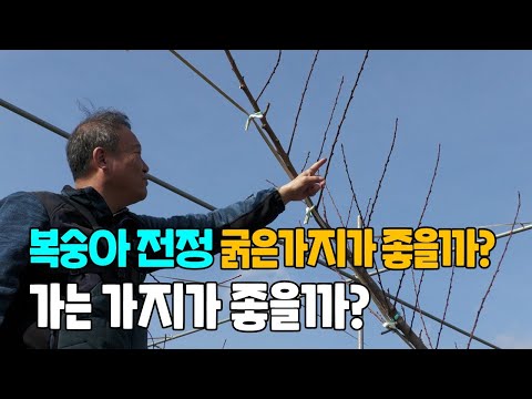 복숭아나무 가지치기 굵은가지? 가는가지?  전정방