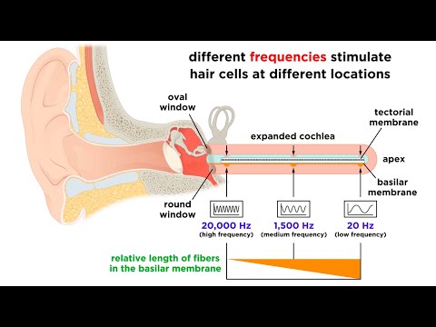 Processing Auditory, Somatosensory, Olfactory, and Gustatory Information