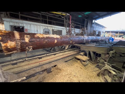 Sawing big 50 foot pines
