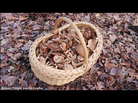 Autumn oak grove | Thick-legged honey mushrooms and their neighbors