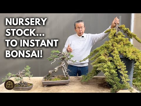 Turning Nursery Junipers into Beautiful Bonsai - Watch the Process!