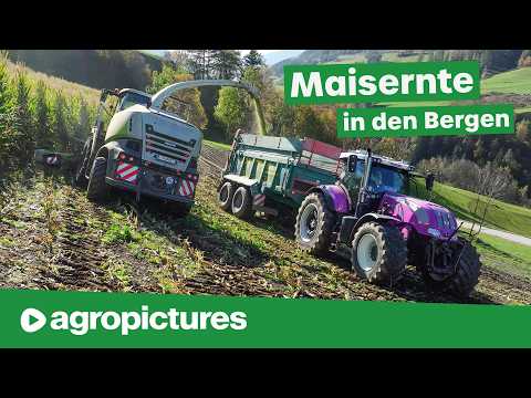 Maisernte extrem in den Bergen beim Lohnunternehmen Pittl aus Österreich | Claas Jaguar am Steilhang