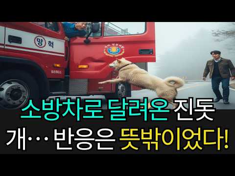 전력으로 소방차를 향해 달려온 진돗개… 그러나 운전사의 반응은 뜻밖이었다!